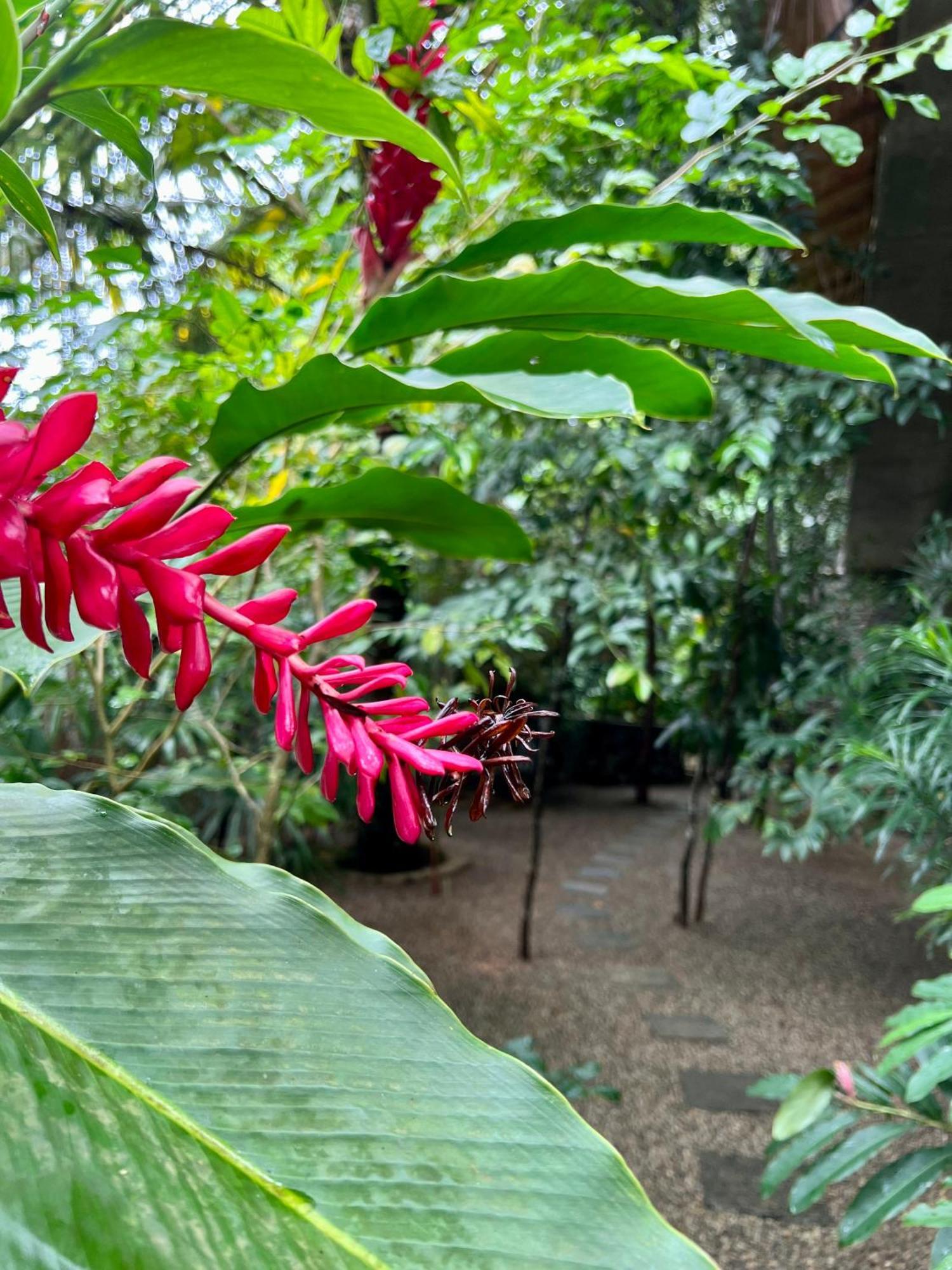 Ceylon Olive Ґалле Екстер'єр фото